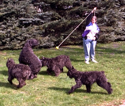 Sam and puppies Jumping for Ball