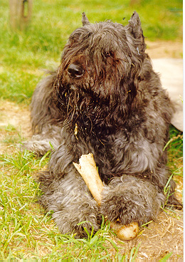 Chevelle Chewing Bone