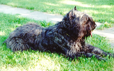 Chevelle Looking Over Domain