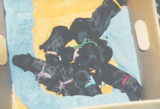 Nine Puppies