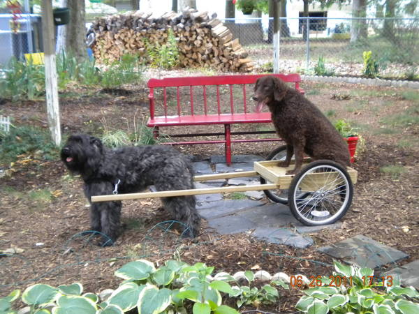 Scarlet &amp; Gambol