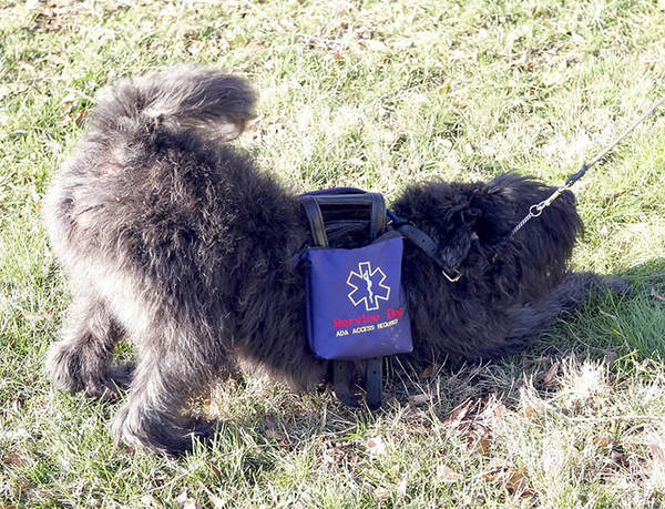 Jules in her Service Dog cape