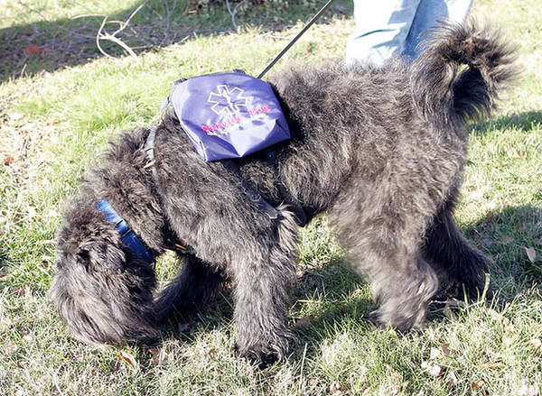 Jules in her Service Dog cape