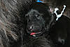 puppy8884.jpg
