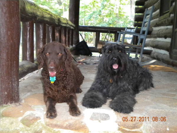 Gambol &amp; Scarlet