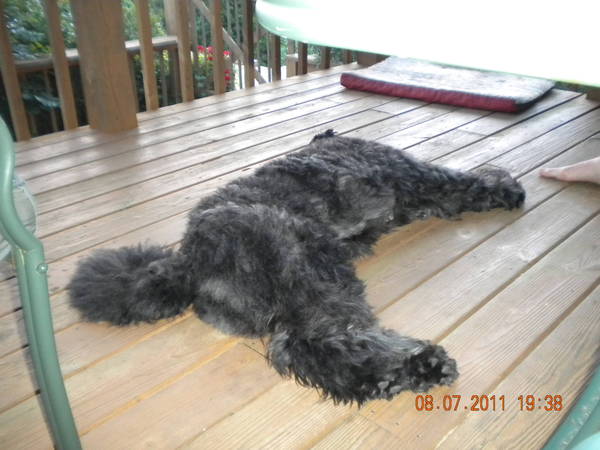 Scarlet relaxing on vacation